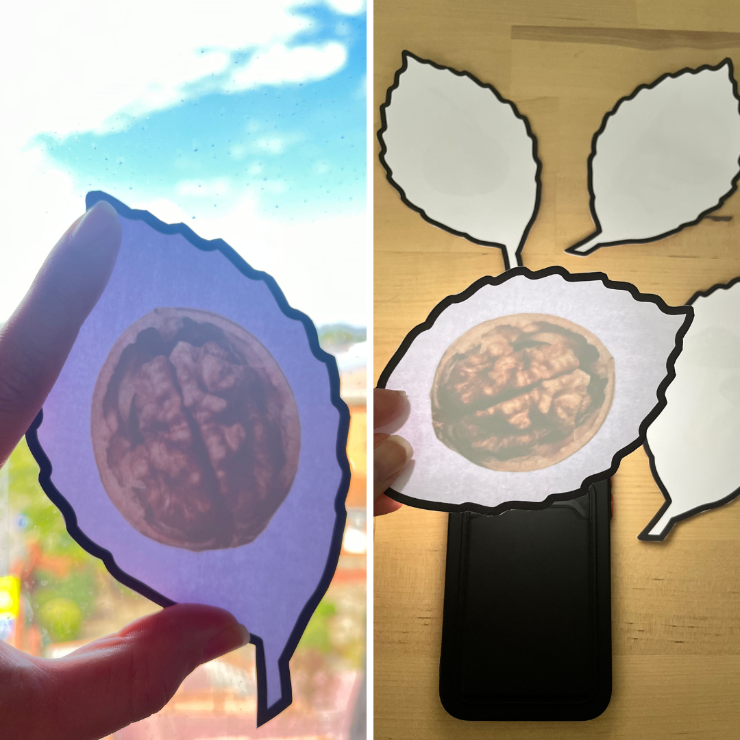 Hoja de otoño con foto de nuez dentro. Se puede ver con la luz del móvil o contra una ventana